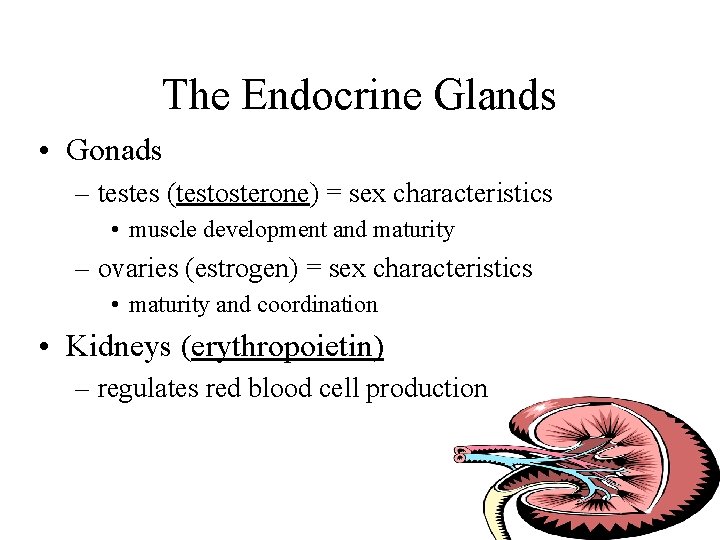 The Endocrine Glands • Gonads – testes (testosterone) = sex characteristics • muscle development