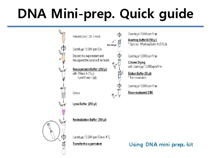 DNA Mini-prep. Quick guide Using DNA mini prep. kit 