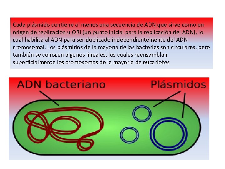 Cada plásmido contiene al menos una secuencia de ADN que sirve como un origen