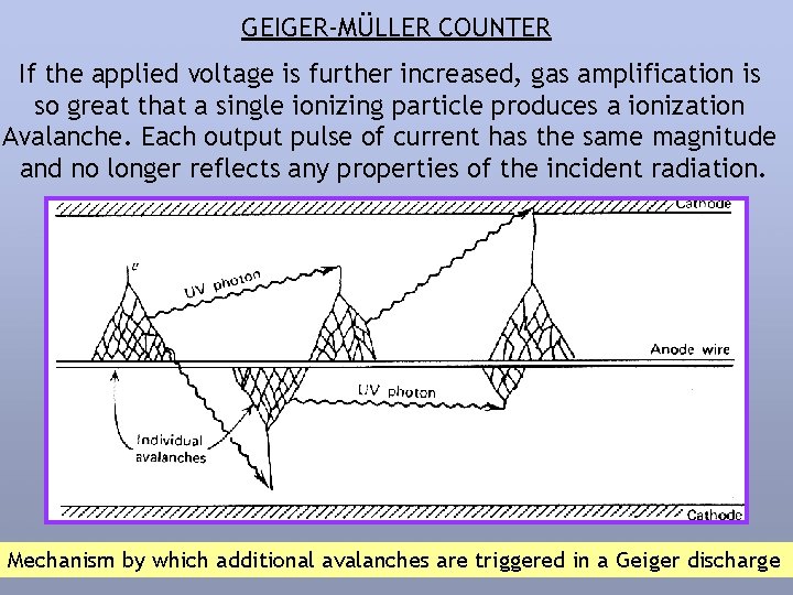 GEIGER-MÜLLER COUNTER If the applied voltage is further increased, gas amplification is so great