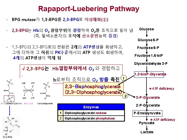 Rapaport-Luebering Pathway - BPG mutase가 1, 3 -BPG를 2, 3 -BPG로 이성체화(①) - 2,