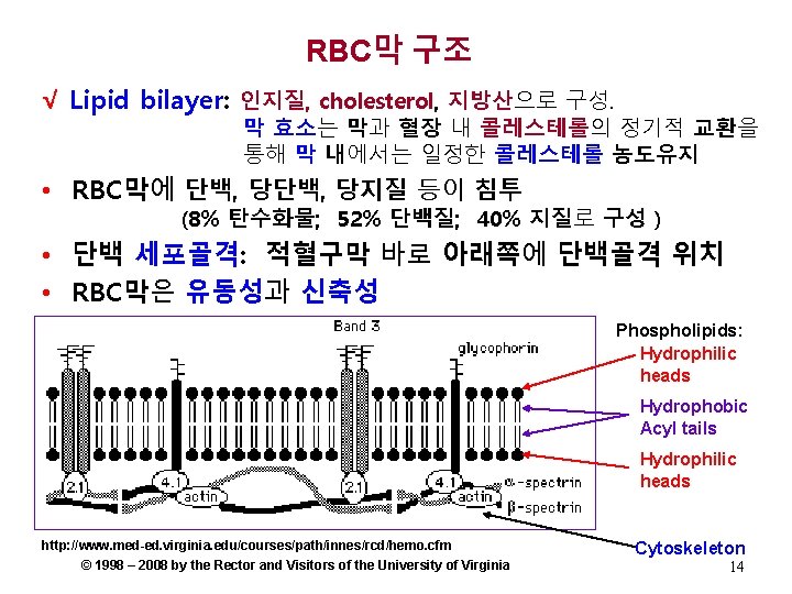 RBC막 구조 √ Lipid bilayer: 인지질, cholesterol, 지방산으로 구성. 막 효소는 막과 혈장 내