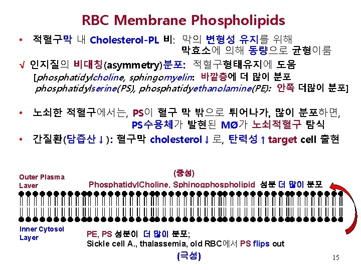 RBC Membrane Phospholipids • 적혈구막 내 Cholesterol-PL 비: 막의 변형성 유지를 위해 막효소에 의해