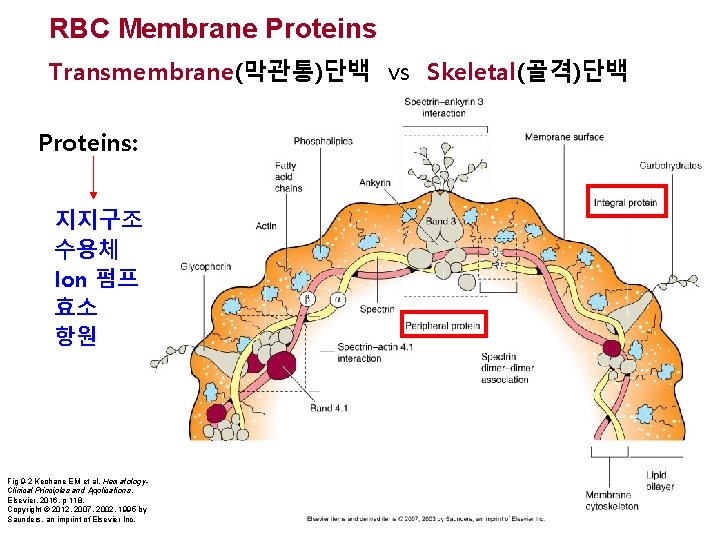 RBC Membrane Proteins Transmembrane(막관통)단백 vs Skeletal(골격)단백 Proteins: 지지구조 수용체 Ion 펌프 효소 항원 Fig