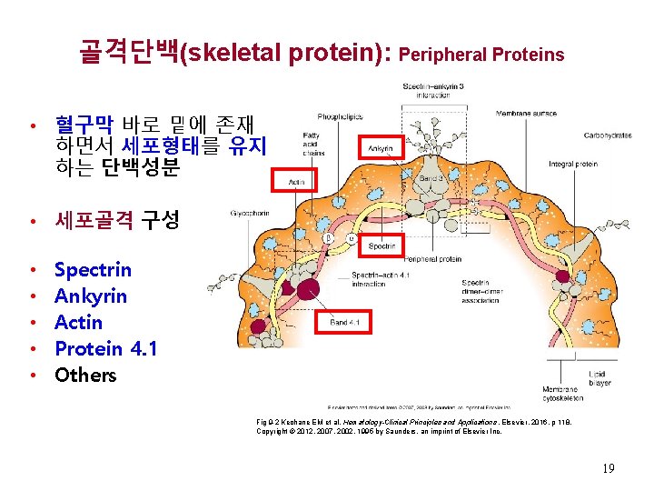 골격단백(skeletal protein): Peripheral Proteins • 혈구막 바로 밑에 존재 하면서 세포형태를 유지 하는 단백성분