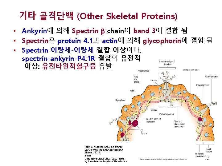 기타 골격단백 (Other Skeletal Proteins) • Ankyrin에 의해 Spectrin chain이 band 3에 결합 됨