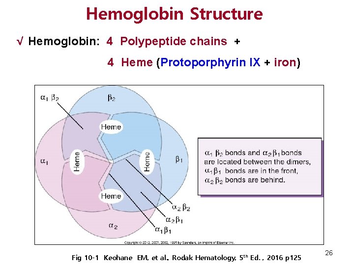 Hemoglobin Structure √ Hemoglobin: 4 Polypeptide chains + 4 Heme (Protoporphyrin IX + iron)