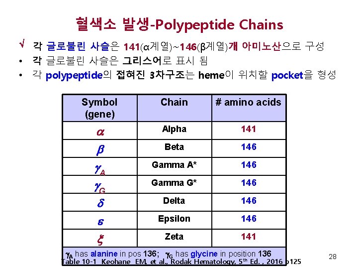 혈색소 발생-Polypeptide Chains √ 각 글로불린 사슬은 141(α계열)~146(β계열)개 아미노산으로 구성 • 각 글로불린 사슬은