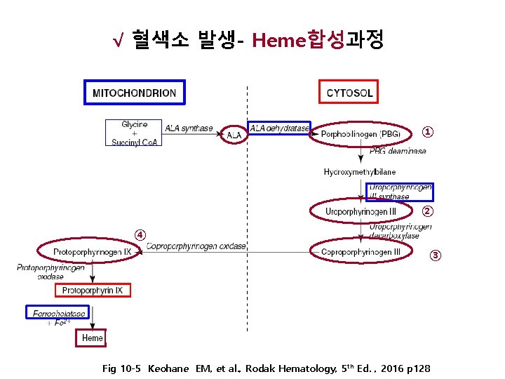 √ 혈색소 발생- Heme합성과정 ① ② ④ ③ Fig 10 -5 Keohane EM, et