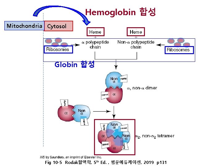 Hemoglobin 합성 Mitochondria Cytosol Globin 합성 Fig 10 -5 Rodak혈액학, 5 th Ed. ,