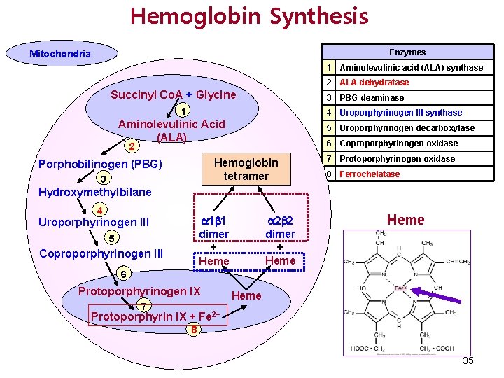 Hemoglobin Synthesis Enzymes Mitochondria Succinyl Co. A + Glycine 1 Aminolevulinic Acid (ALA) 2