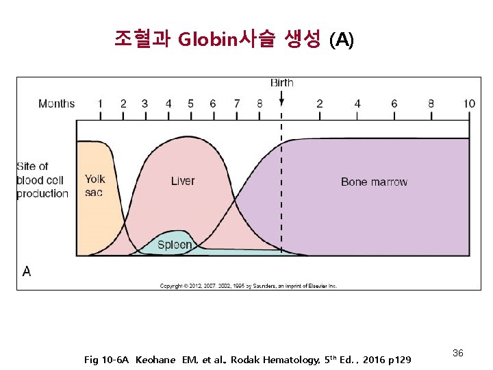 조혈과 Globin사슬 생성 (A) Fig 10 -6 A Keohane EM, et al. , Rodak