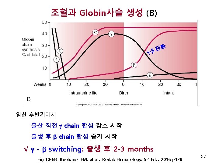 조혈과 Globin사슬 생성 (B) 환 전 - 임신 후반기에서 출산 직전 chain 합성 감소