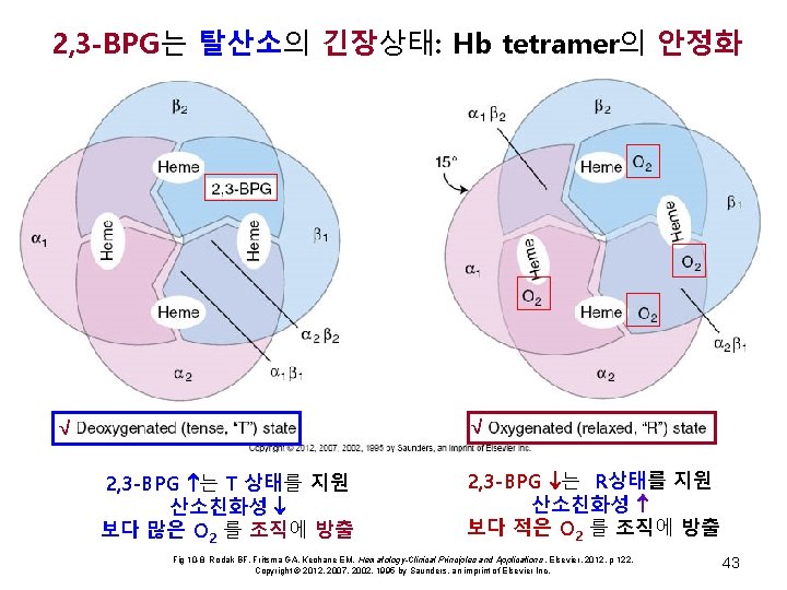2, 3 -BPG는 탈산소의 긴장상태: Hb tetramer의 안정화 √ √ 2, 3 -BPG 는