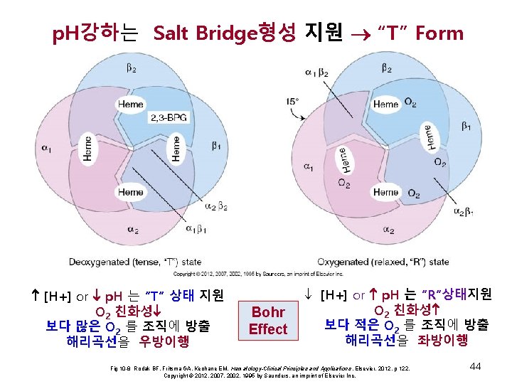 p. H강하는 Salt Bridge형성 지원 “T” Form [H+] or p. H 는 “T” 상태