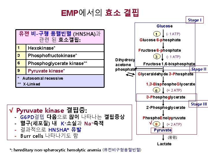 EMP에서의 효소 결핍 Stage I Glucose 유전 비-구형 용혈빈혈 (HNSHA)과 관련 된 효소결핍: 1