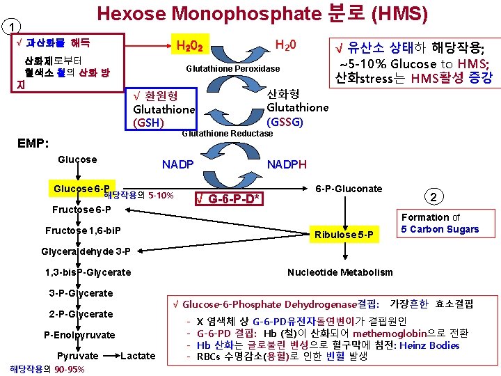 Hexose Monophosphate 분로 (HMS) 1 √ 과산화물 해독 H 20 H 2 02 산화제로부터