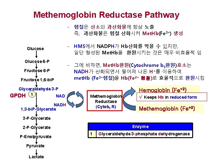 Methemoglobin Reductase Pathway - 헴철은 산소와 과산화물에 항상 노출 즉, 과산화물은 헴철 산화시켜 Met.