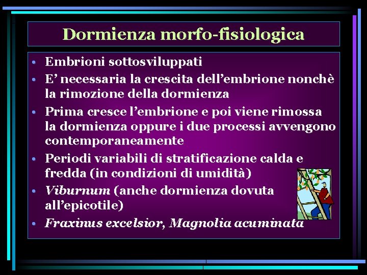 Dormienza morfo-fisiologica • Embrioni sottosviluppati • E’ necessaria la crescita dell’embrione nonchè la rimozione