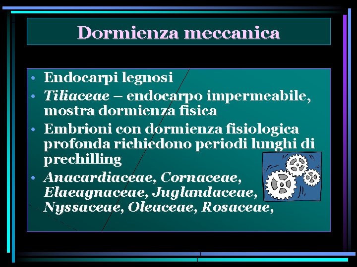 Dormienza meccanica • Endocarpi legnosi • Tiliaceae – endocarpo impermeabile, mostra dormienza fisica •