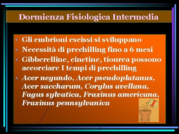 Dormienza Fisiologica Intermedia • Gli embrioni escissi si sviluppano • Necessità di prechilling fino