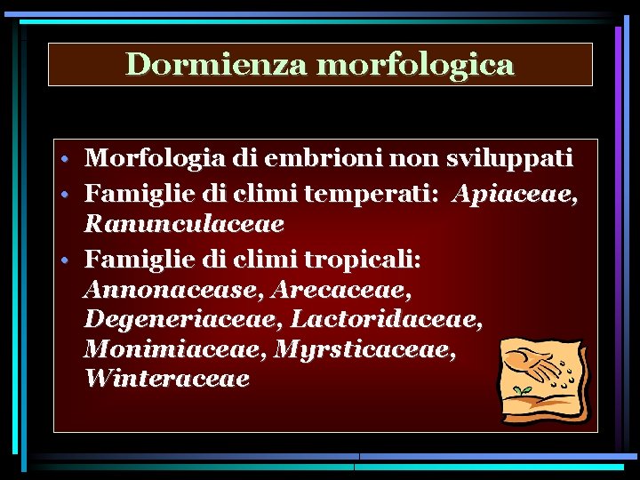 Dormienza morfologica • Morfologia di embrioni non sviluppati • Famiglie di climi temperati: Apiaceae,