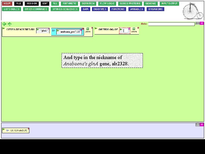 And type in the nickname of Anabaena's gln. A gene, alr 2328. 
