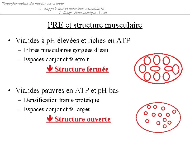 Transformation du muscle en viande I- Rappels sur la structure musculaire 1 - Composition