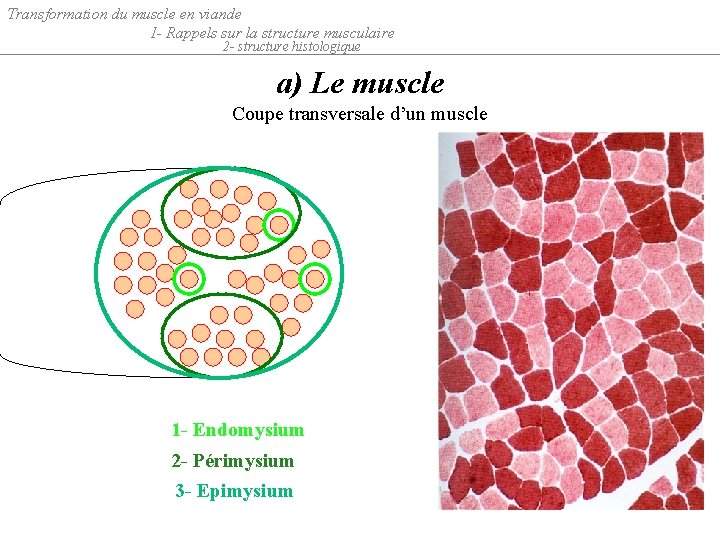 Transformation du muscle en viande I- Rappels sur la structure musculaire 2 - structure