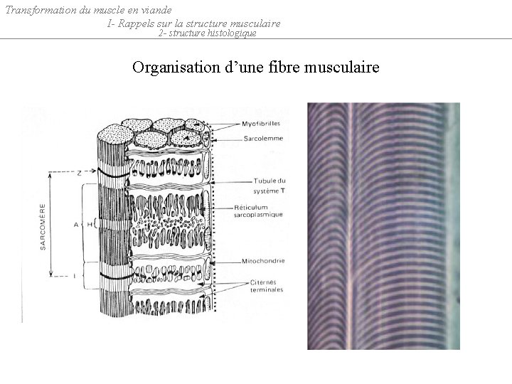 Transformation du muscle en viande I- Rappels sur la structure musculaire 2 - structure