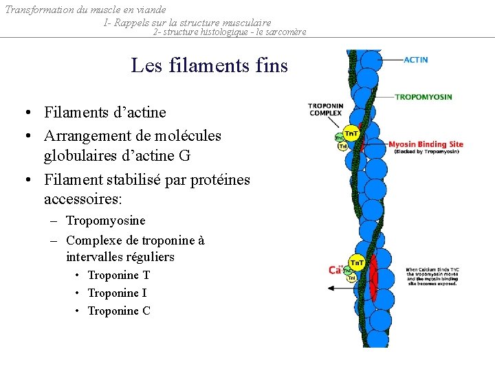 Transformation du muscle en viande I- Rappels sur la structure musculaire 2 - structure