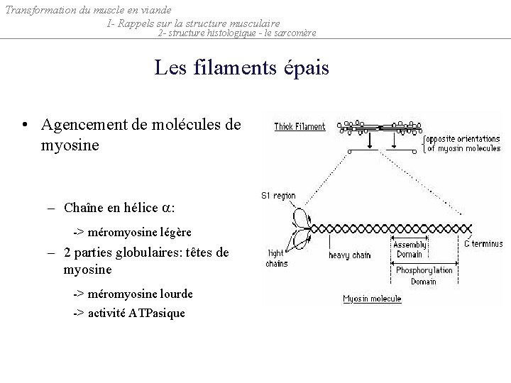 Transformation du muscle en viande I- Rappels sur la structure musculaire 2 - structure