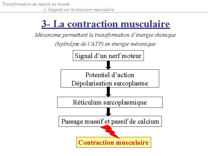 Transformation du muscle en viande I- Rappels sur la structure musculaire 3 - La