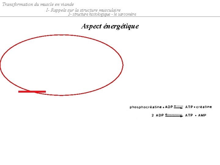 Transformation du muscle en viande I- Rappels sur la structure musculaire 2 - structure