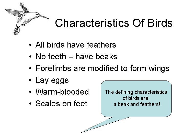 Characteristics Of Birds • • • All birds have feathers No teeth – have