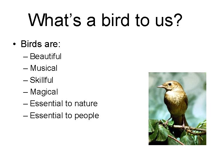 What’s a bird to us? • Birds are: – Beautiful – Musical – Skillful