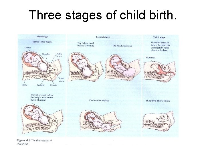 Three stages of child birth. 