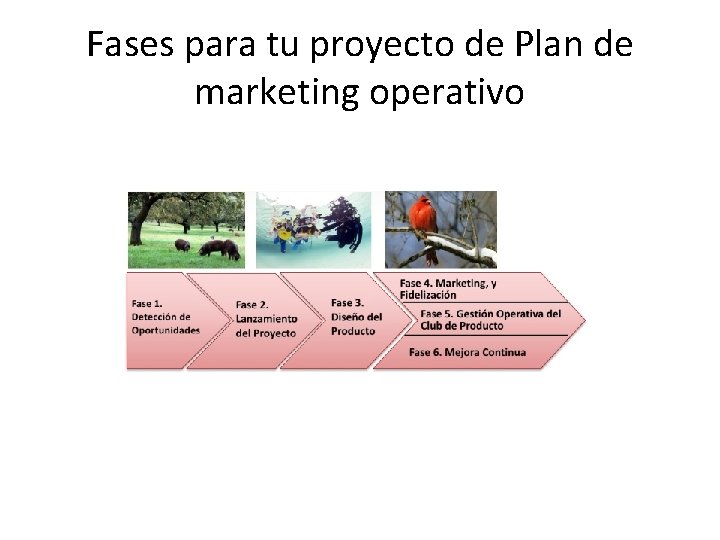 Fases para tu proyecto de Plan de marketing operativo 