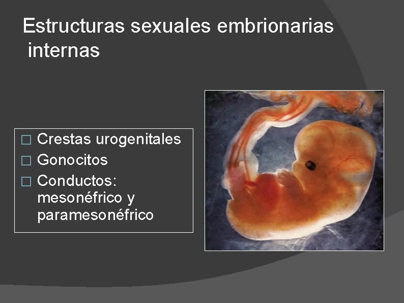 Estructuras sexuales embrionarias internas Crestas urogenitales � Gonocitos � Conductos: mesonéfrico y paramesonéfrico �