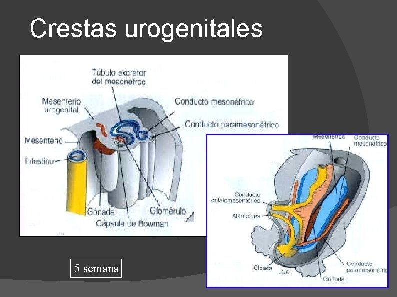 Crestas urogenitales 5 semana 