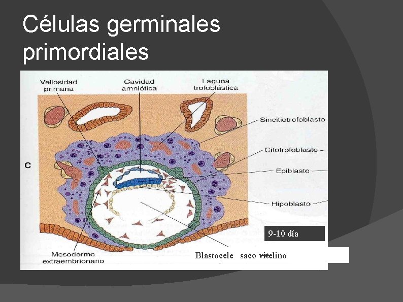 Células germinales primordiales 9 -10 día Blastocele saco vitelino 