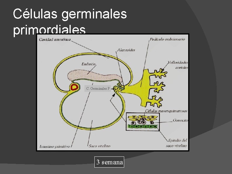 Células germinales primordiales C. Germinales P 3 semana 