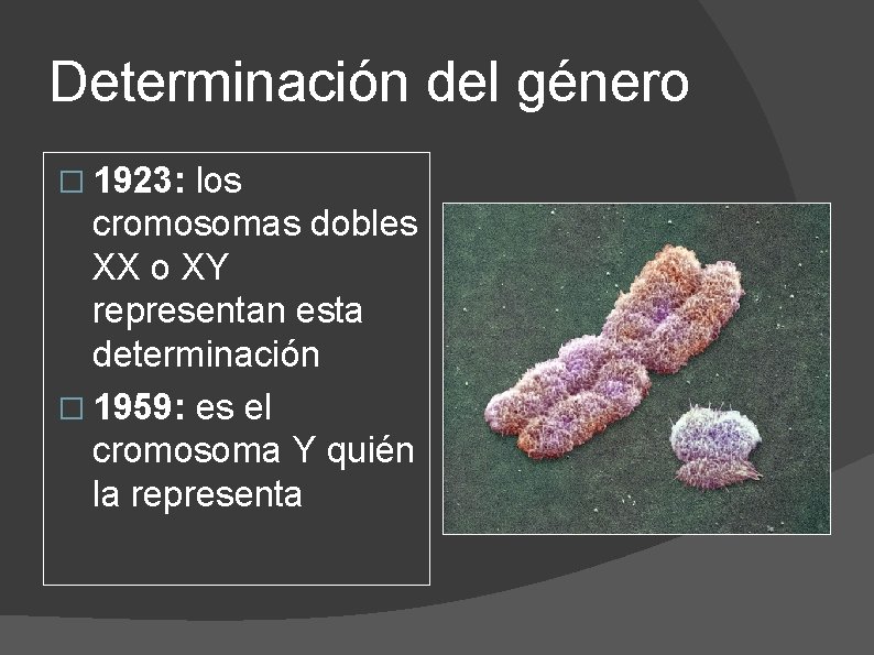 Determinación del género � 1923: los cromosomas dobles XX o XY representan esta determinación