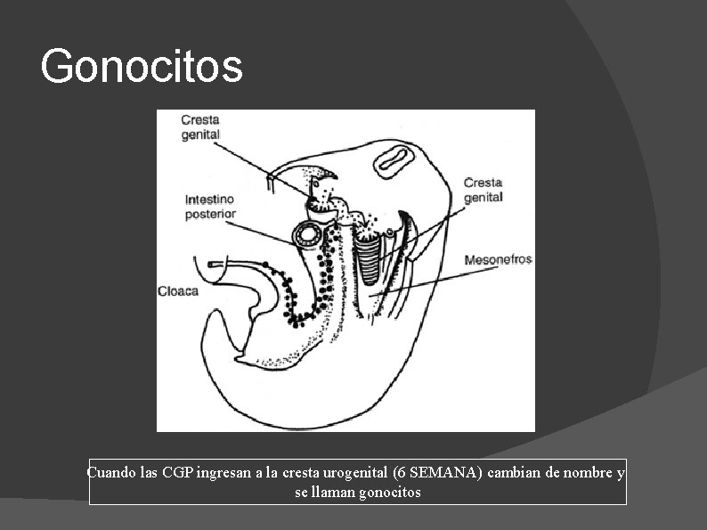 Gonocitos Cuando las CGP ingresan a la cresta urogenital (6 SEMANA) cambian de nombre