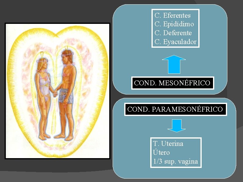 C. Eferentes C. Epidídimo C. Deferente C. Eyaculador COND. MESONÉFRICO COND. PARAMESONÉFRICO T. Uterina