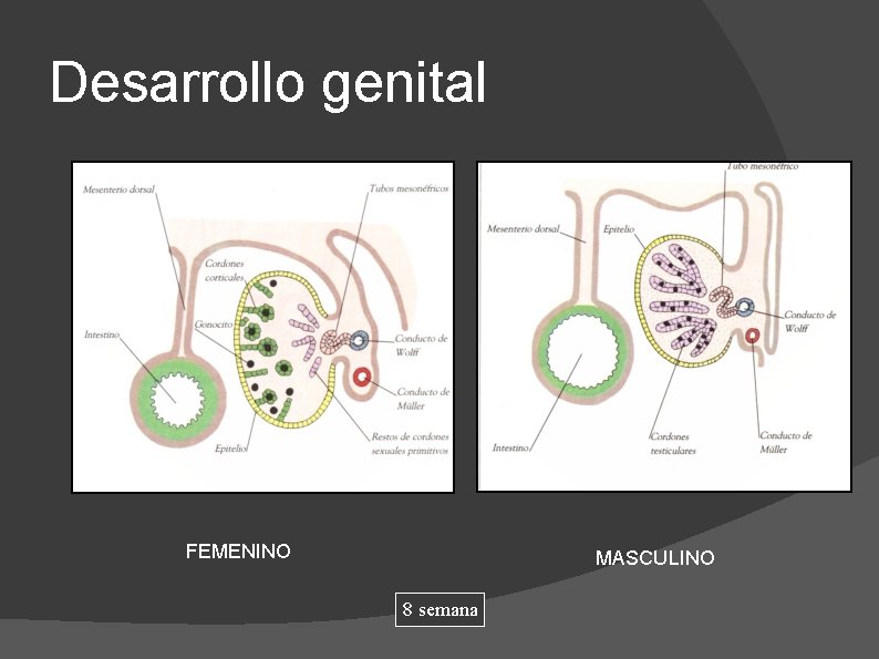 Desarrollo genital FEMENINO MASCULINO 8 semana 