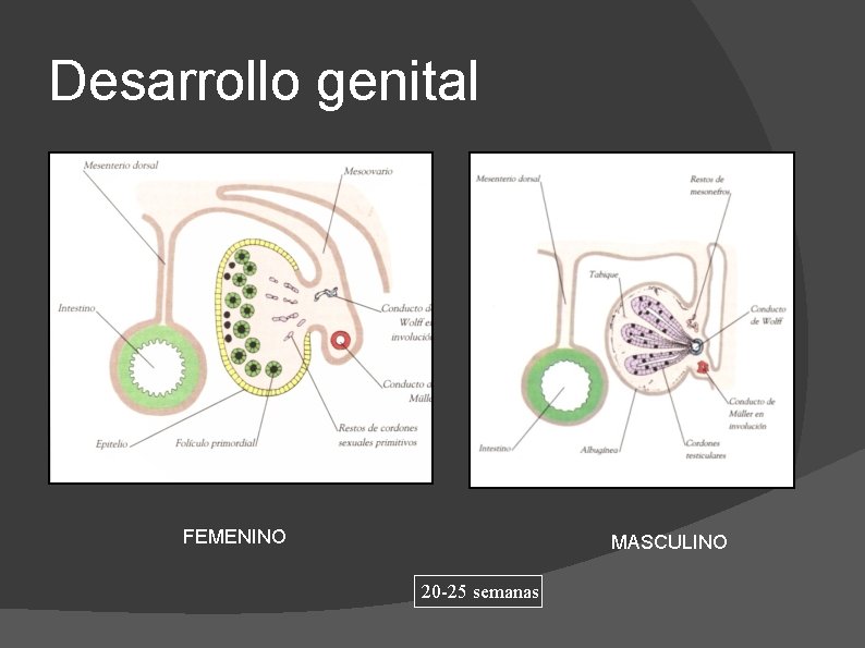 Desarrollo genital FEMENINO MASCULINO 20 -25 semanas 