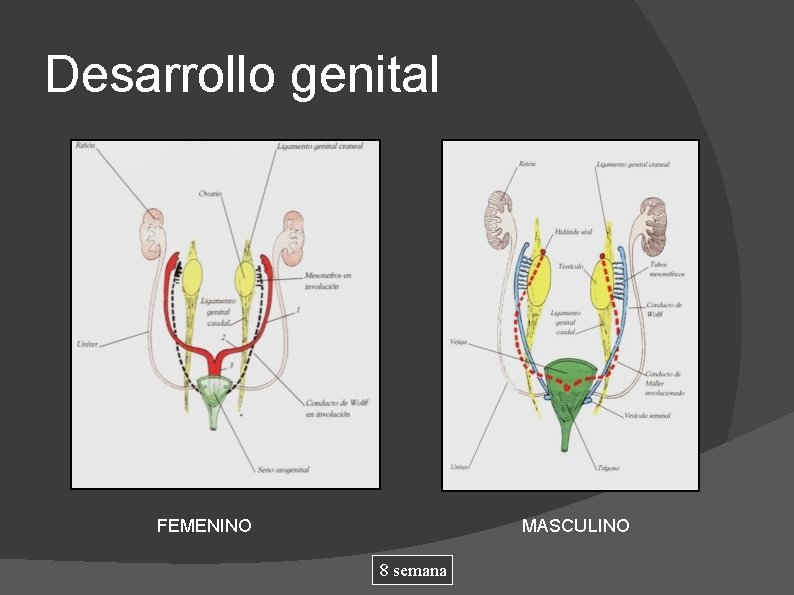 Desarrollo genital FEMENINO MASCULINO 8 semana 
