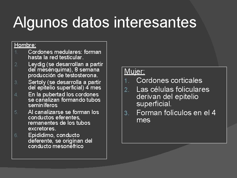 Algunos datos interesantes Hombre: 1. Cordones medulares: forman hasta la red testicular. 2. Leydig