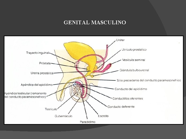 GENITAL MASCULINO 